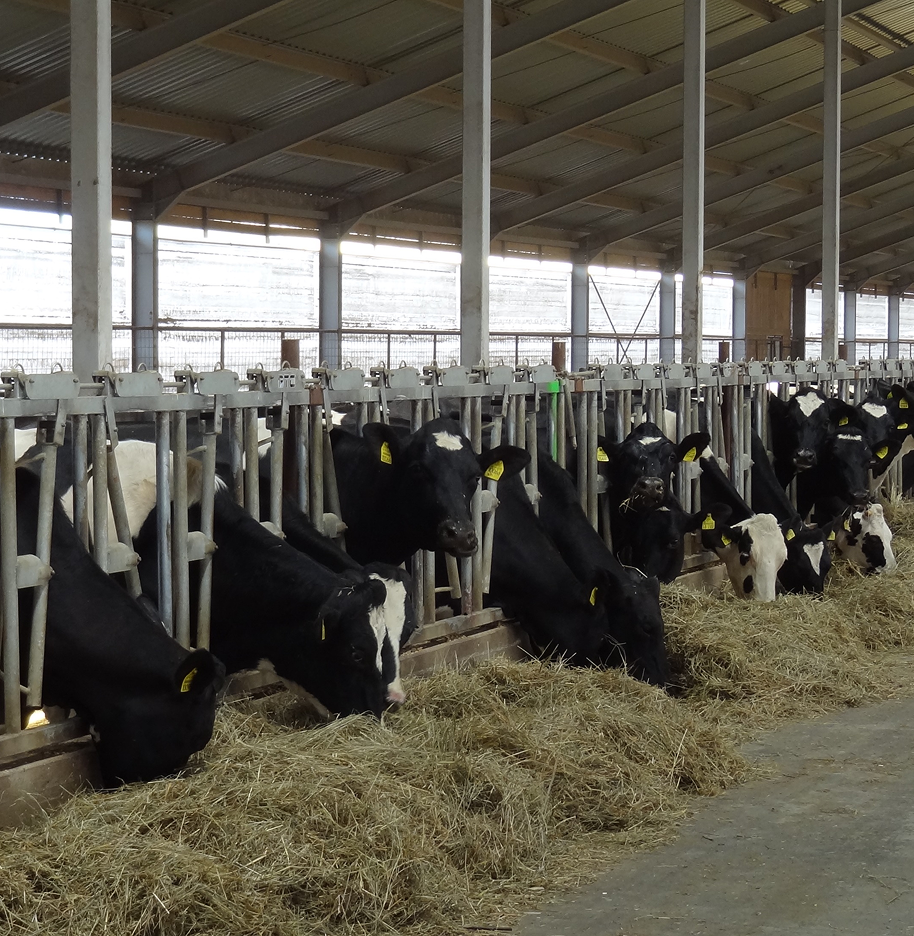 ОАО «Беловежский»